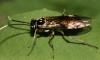 Perineura rubi